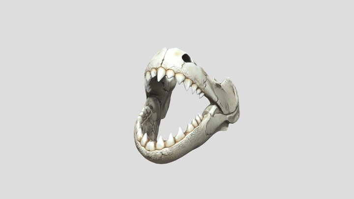 Jaws and teeth of red piranha – Gratis 3D-model STL