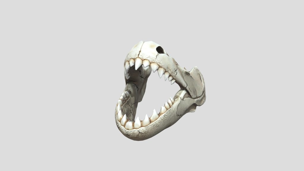 Jaws and teeth of red piranha