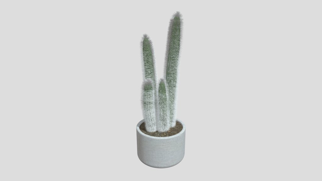 Silver Column Cactus