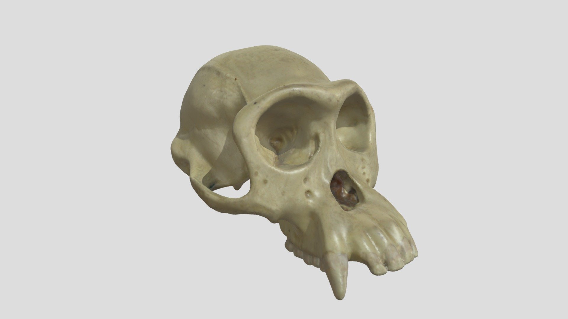 Pan troglodytes mâle