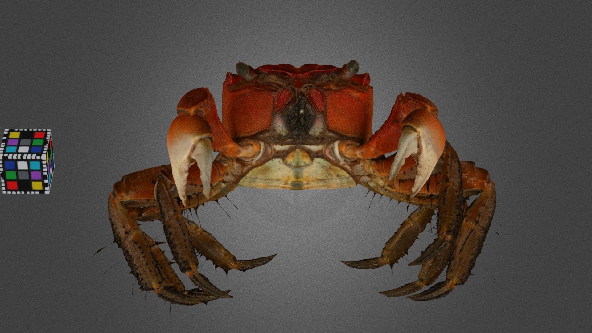 新品　匿名　 spindleshanks crab カニ 新品 匿名 spindleshanks crab カニ 新品 美品 spindleshanks crab