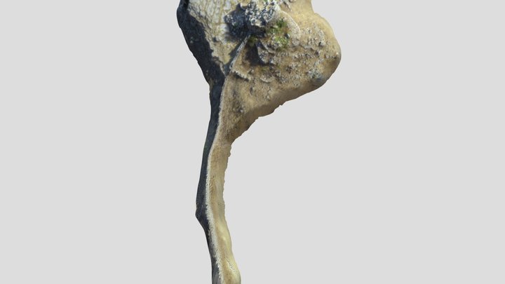 IsCangialis 3D Model