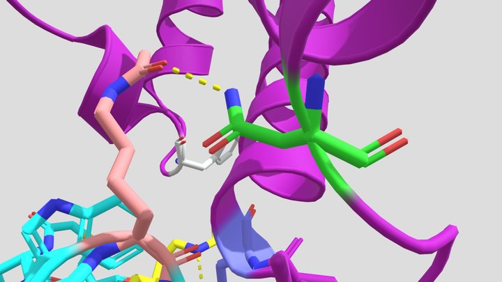 Tour of peptide 3.1C and BRD3-BD1 3D Model