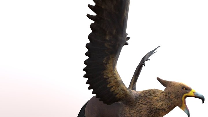 HIPPOGRIF ANIMATION