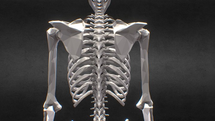 美術解剖学　骨 3D Model