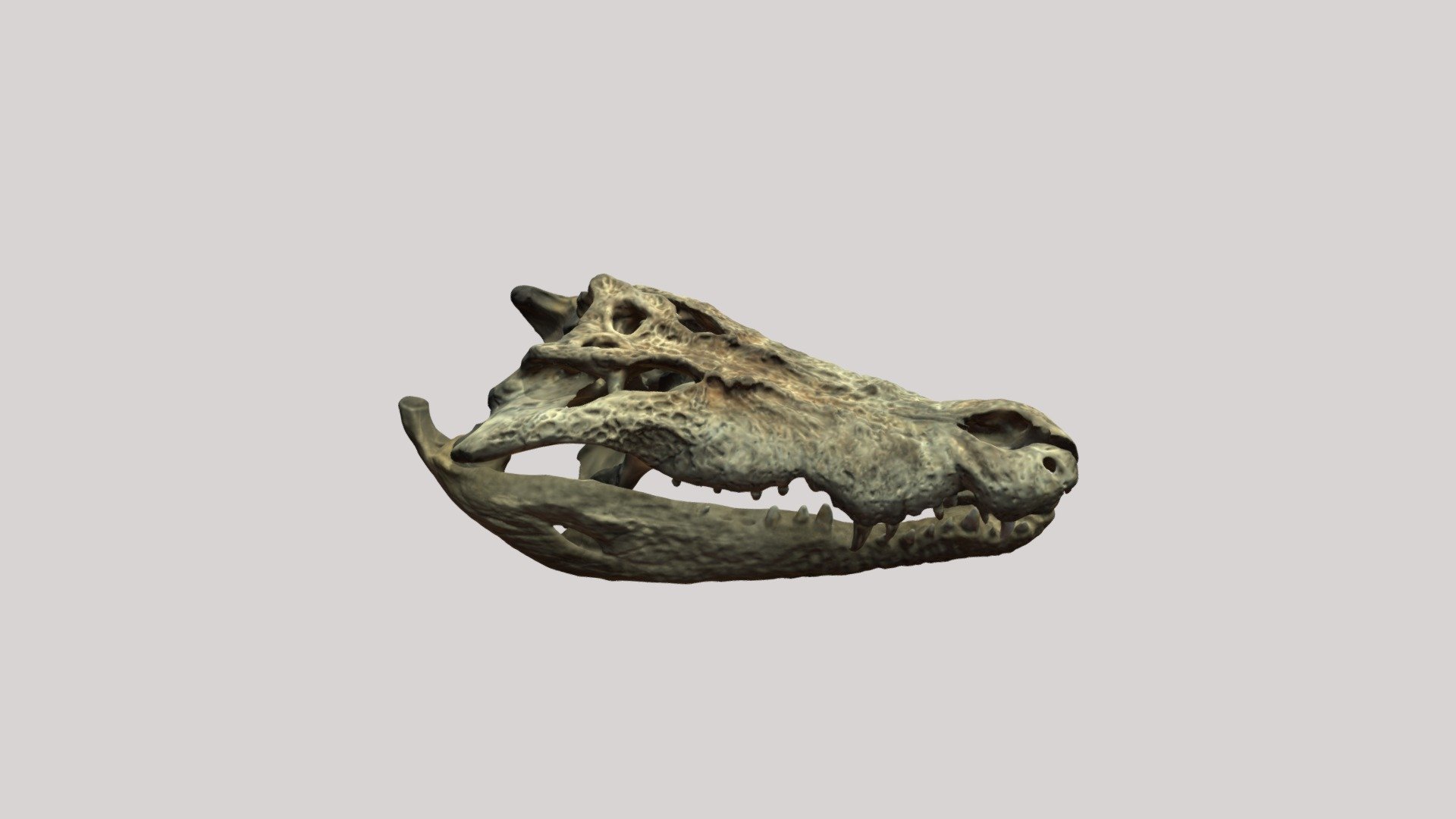Saltwater Crocodile Skull