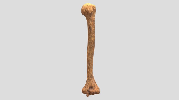 Humerus La Faucille 3D Model