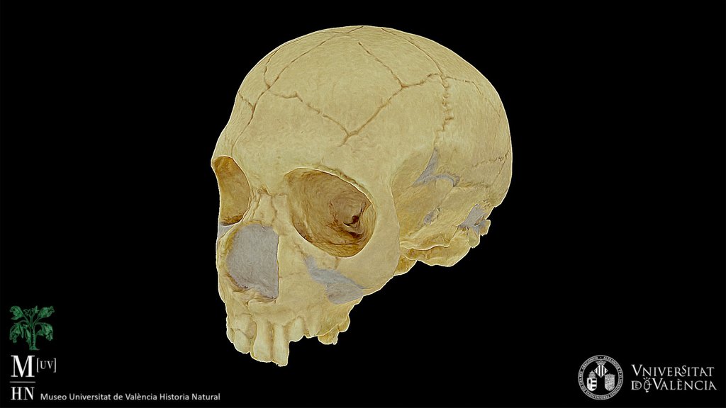 Homo neanderthalensis skull