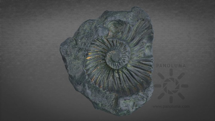 Black Ammonite Fossil 3D Model