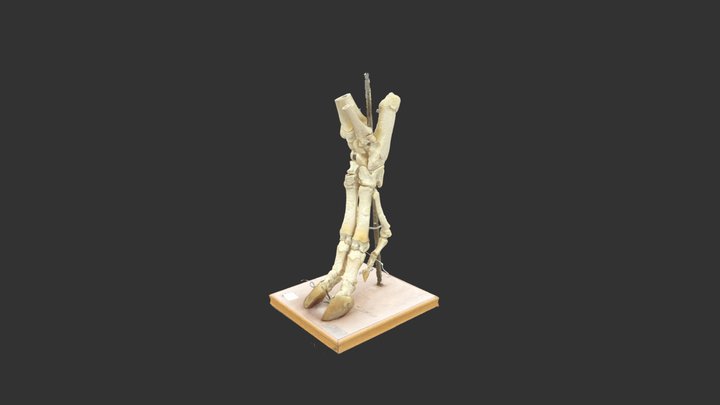 Membre postérieur gauche de porc 3D Model