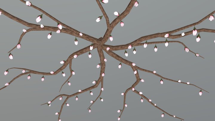 Cherry Tree13 Stage2 3D Model