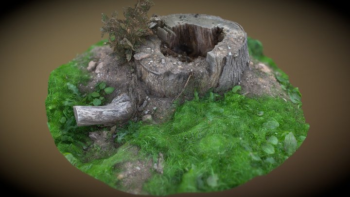 Tree stumps challenge photogrammetry entry 3D Model
