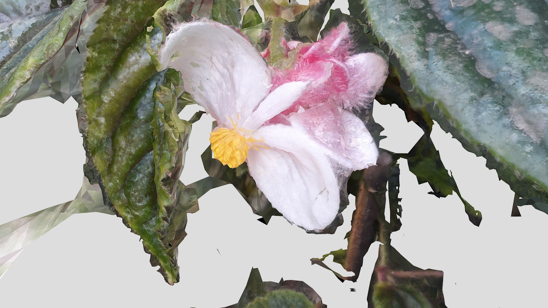 Begonia in the wind (21 pics)