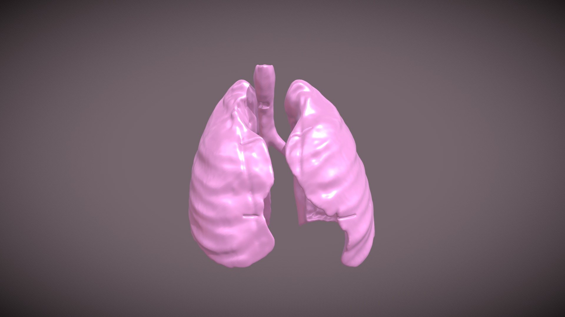 Lungs Model - Download Free 3D model by CaitlynnH [80de4dd] - Sketchfab