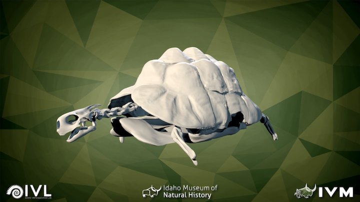 IMNH R-885 Leopard Tortoise – Modello 3D gratuito STL