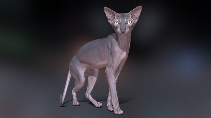 Oriental Cat (hairless) 3D Model