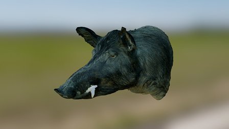 Wild Boar (textured) 3D Model