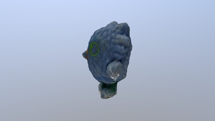 O the Owl 3D Model