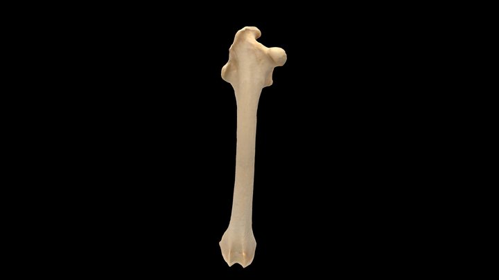 Artic Hare (Lepus arcticus), Right Femur 3D Model