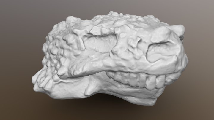 Pareiasaur Deltavjatia rossica skull 3D Model