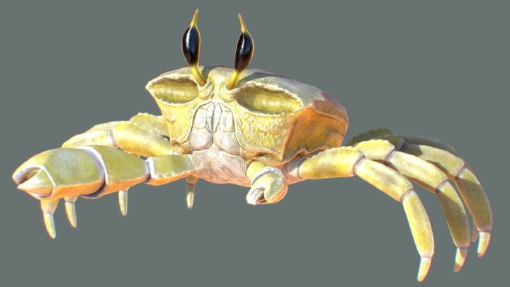 Ghost Crab 3D Model