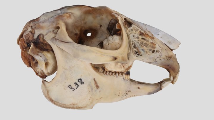 UWYMV:Mamm:838, Lepus alleni, Skull – Gratis 3D-model STL