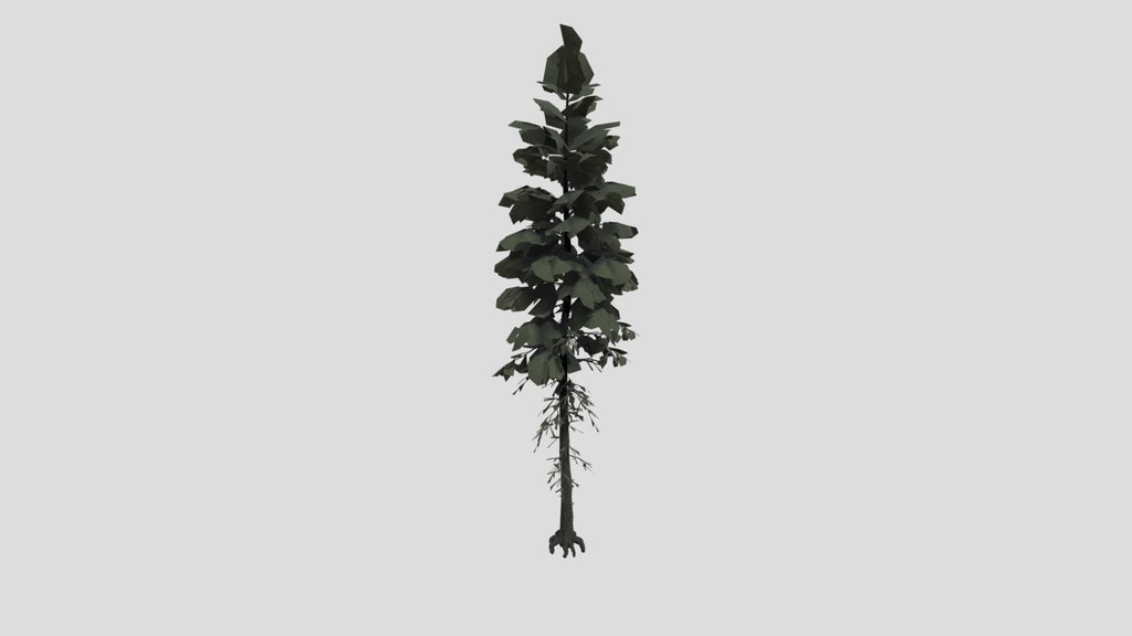 Norway Spruce Tree Lrg 01