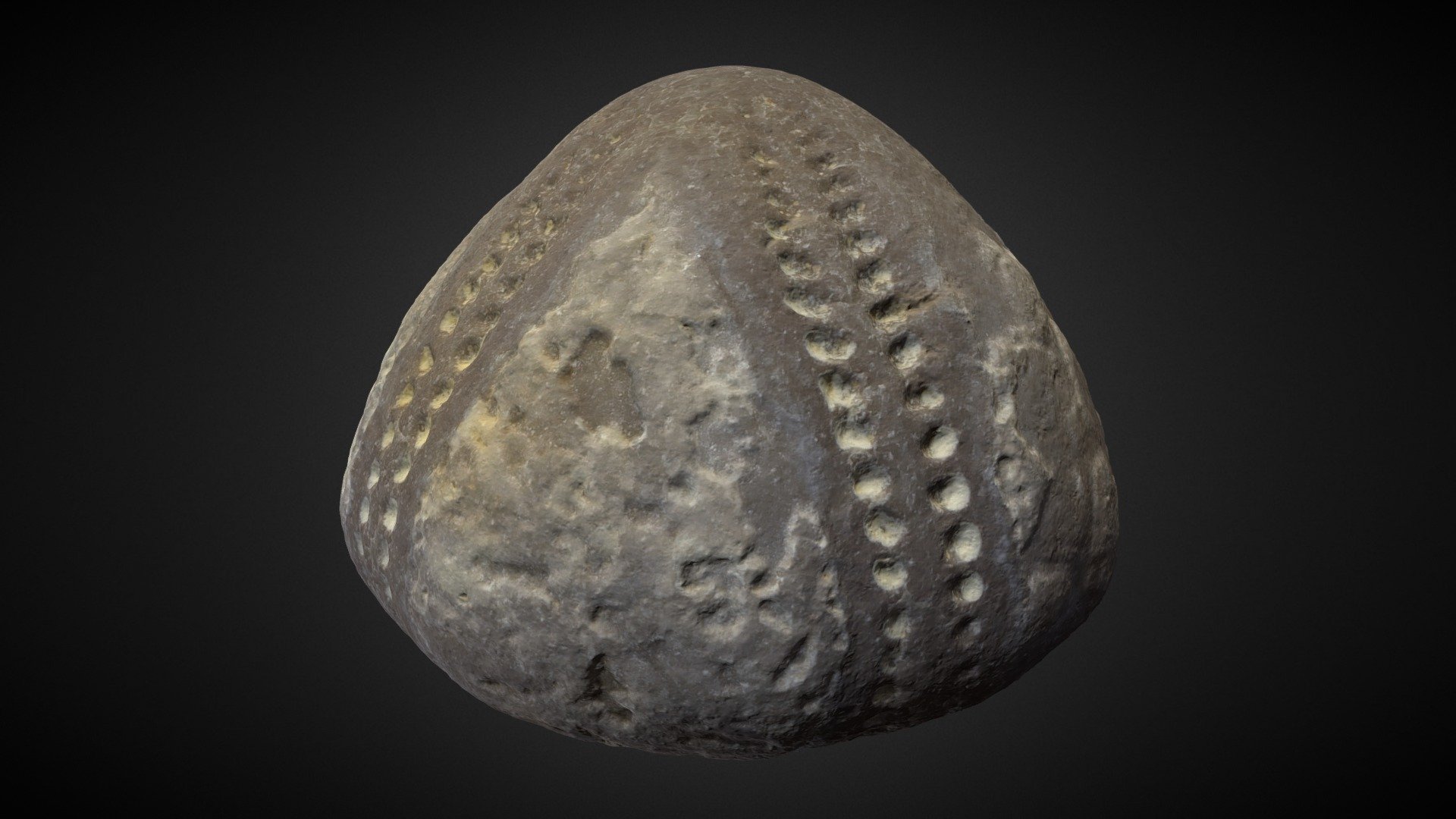 Sea urchin fossil