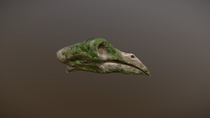 Stylized Owl Bear Skull 3D Model
