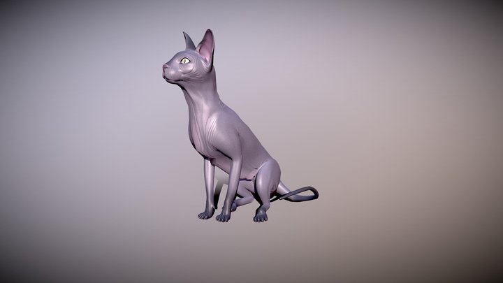 Sphynxcat 3D models - Sketchfab