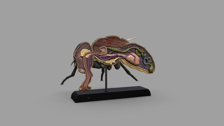 Musca domestica Sistema Digestivo 3D Model