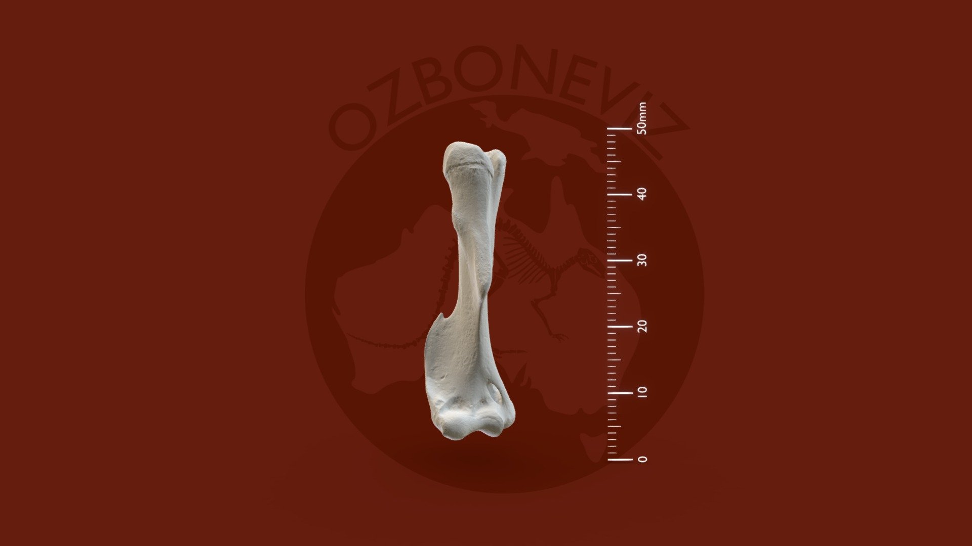 Spectacled hare-wallaby humerus - 3D model by Ozboneviz [8100461 ...