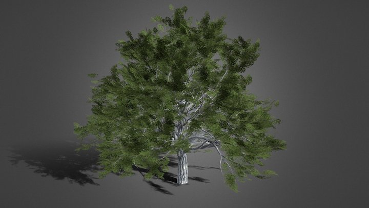 Old Oak Tree 3D Model