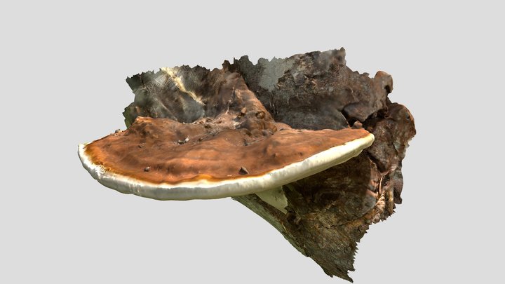 Bracket Fungus (Ganoderma sp.) Specimen 2 detail 3D Model