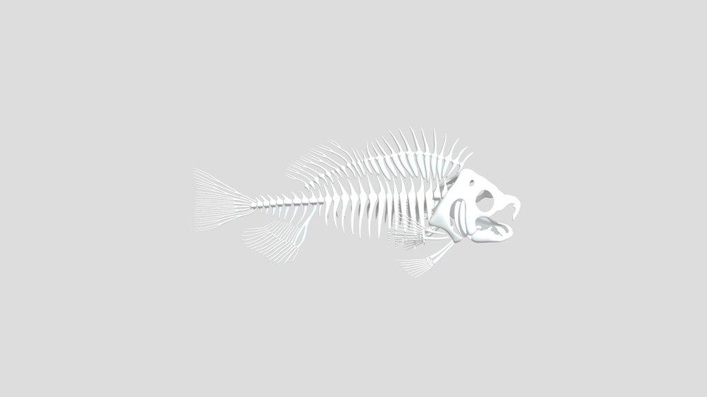 Perch Skeleton