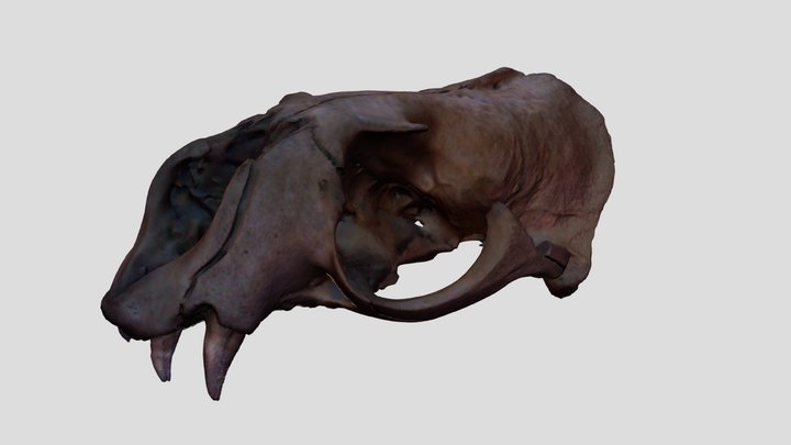 Craneo Lobo marino 3D Model