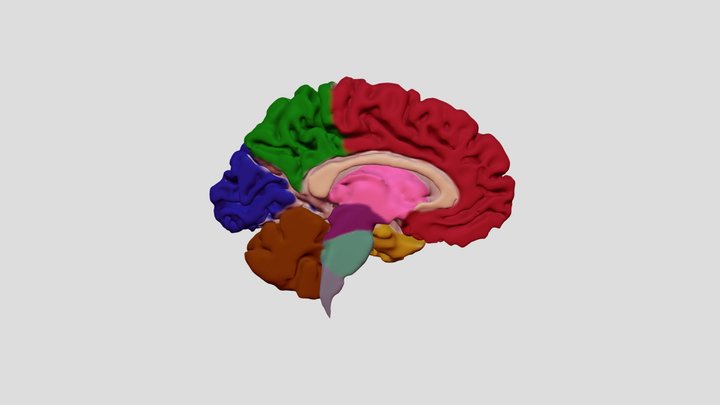 Colour-Coded Midsagittal Brain 3D Model