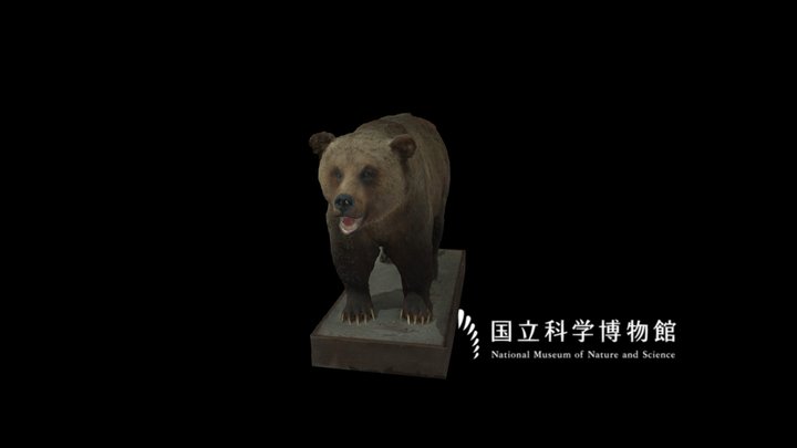 NSMT-M_32026_Grizzly_Bear_(Taxidemy) 3D Model
