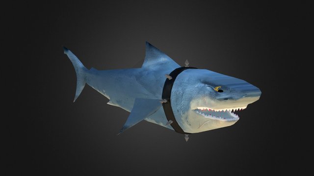 White shark 3D Model