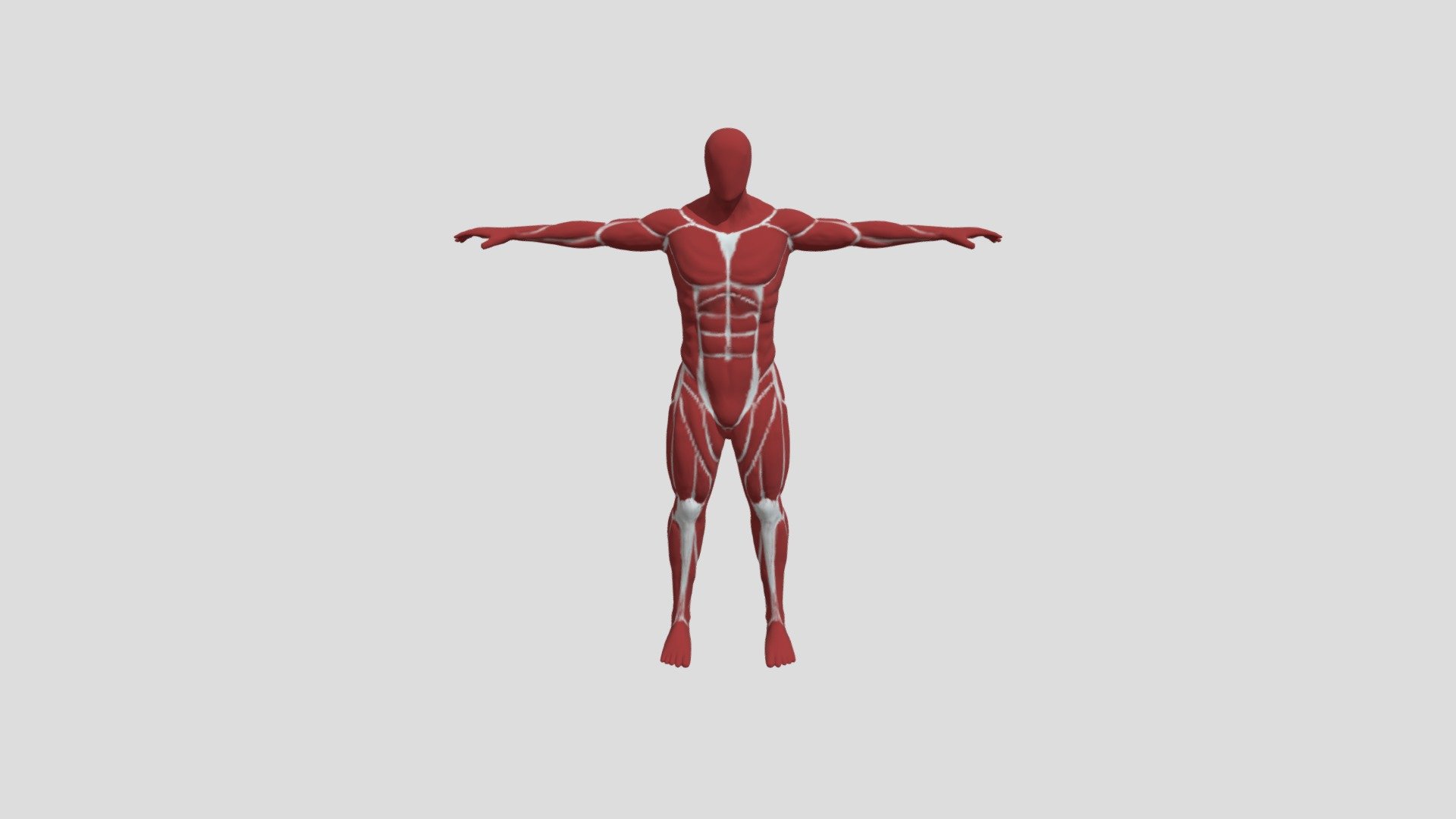 2283_Lucas_Laloux_Anatomie