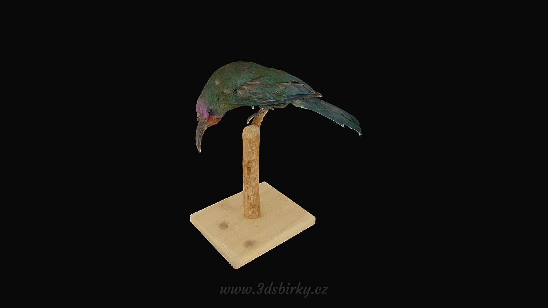 Vlha červenovousá — Sketchfab embed 3D viewer