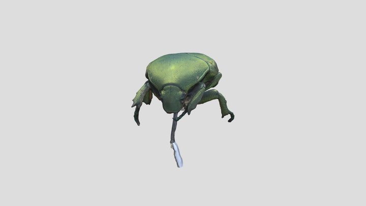 3D scan of a green beetle 3D Model