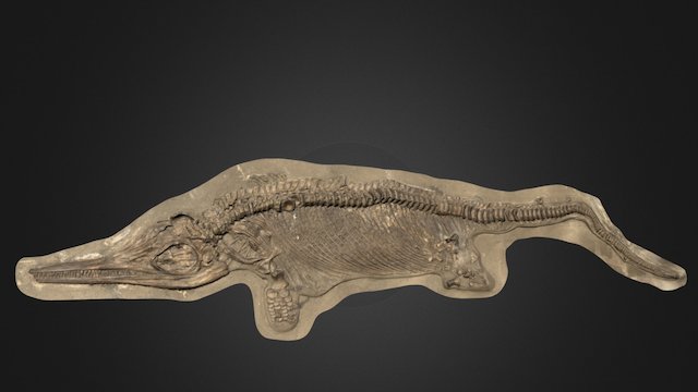 Ichthyosaurus conybeari Lydekker 3D Model