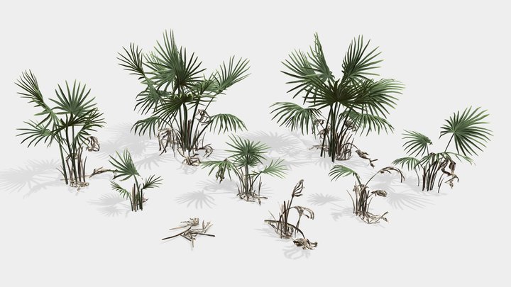 Dwarf Palmettos (Sabal Minor) game ready set 3D Model