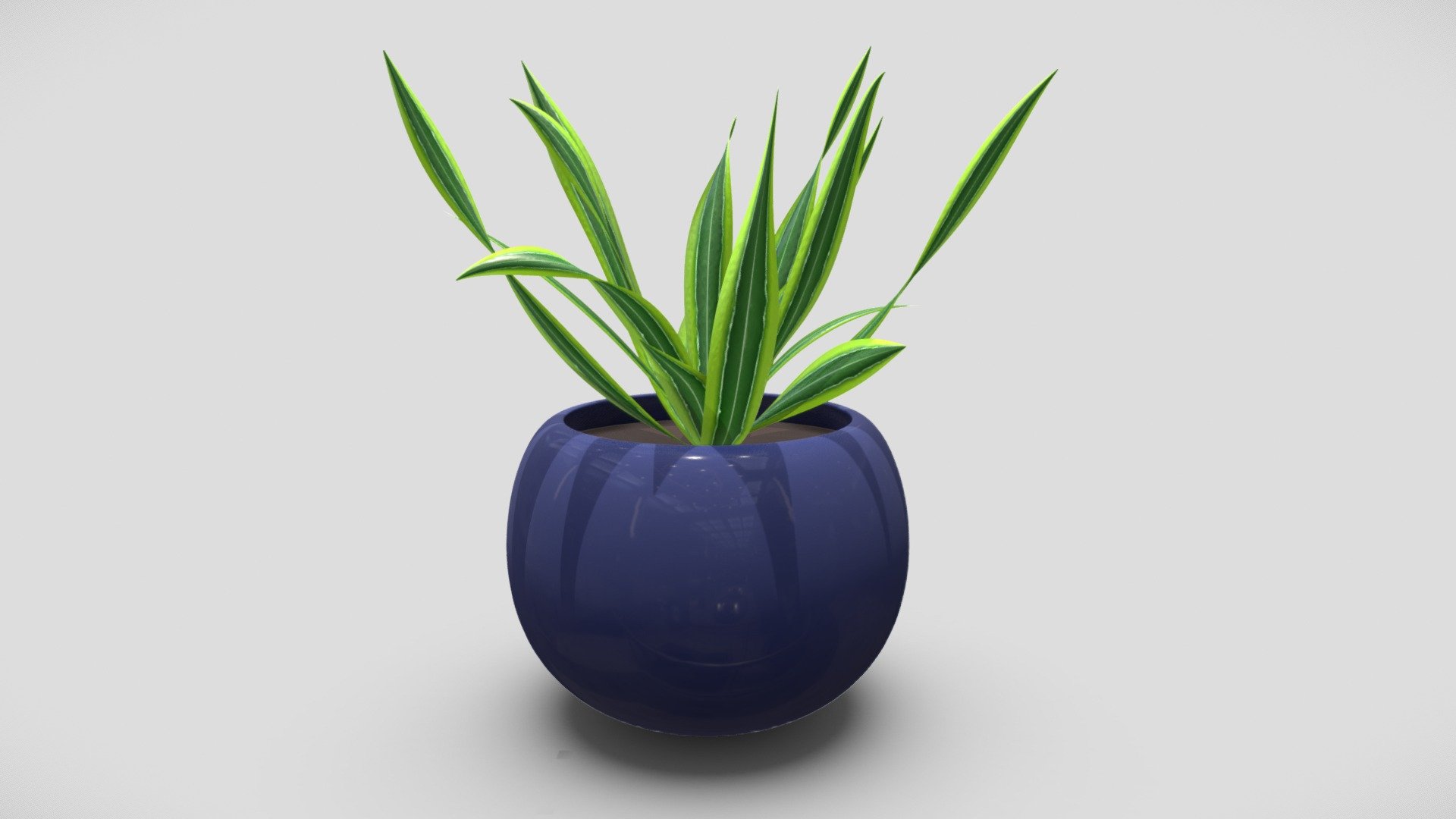 Potted dracaena plant - FREE