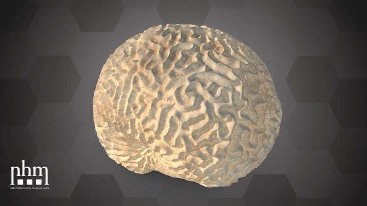 Hard brain coral (NHMW-ZOO-EV-0000221) – Gratis 3D-model STL