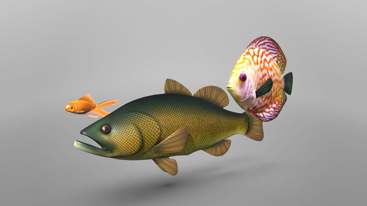 Sea-life 3D models - Sketchfab