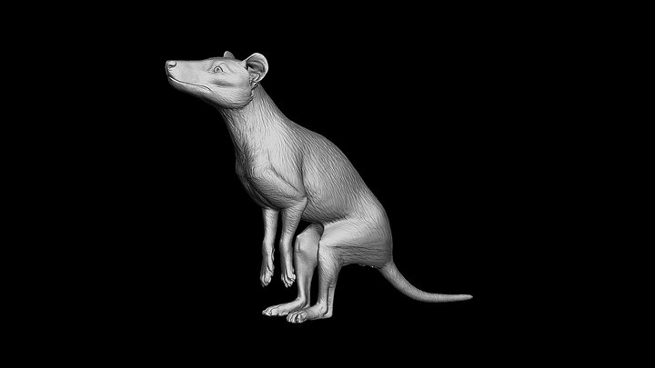 Male Thylacine or Thylacinus Cynocephalus 3D Model