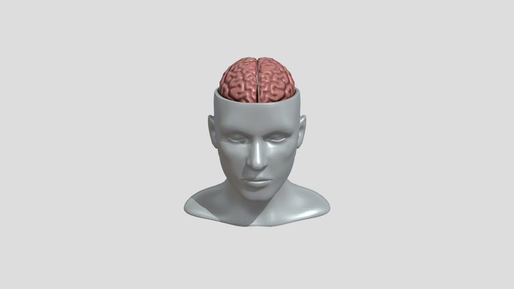 Human Brain 3D Model
