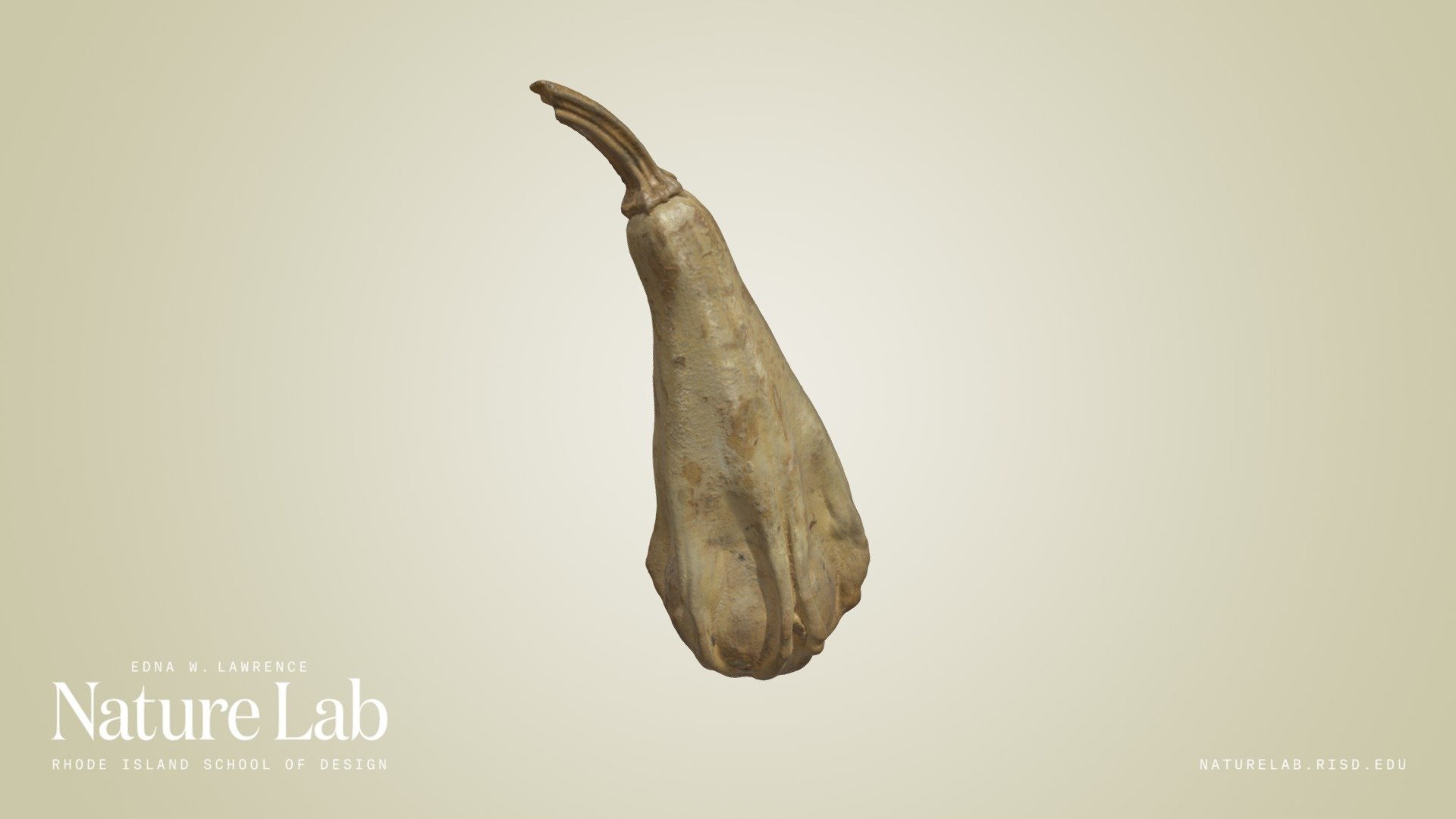 Gourd
